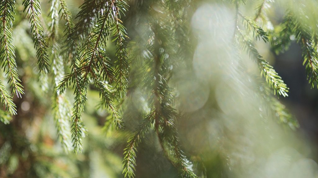 Metsän omistaminen