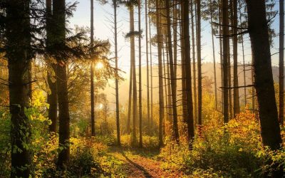 Metsän hinta 2025 –Miten laskea metsän arvo?