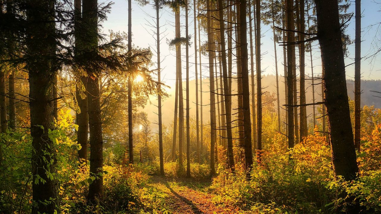 Metsän hinta 2025 –Miten  laskea metsän arvo? 