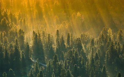 Metsän myynti – Näin myyt metsää helposti ilman välityspalkkiota