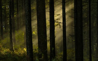 Metsäkiinteistön myynti – Näin saat parhaan hinnan
