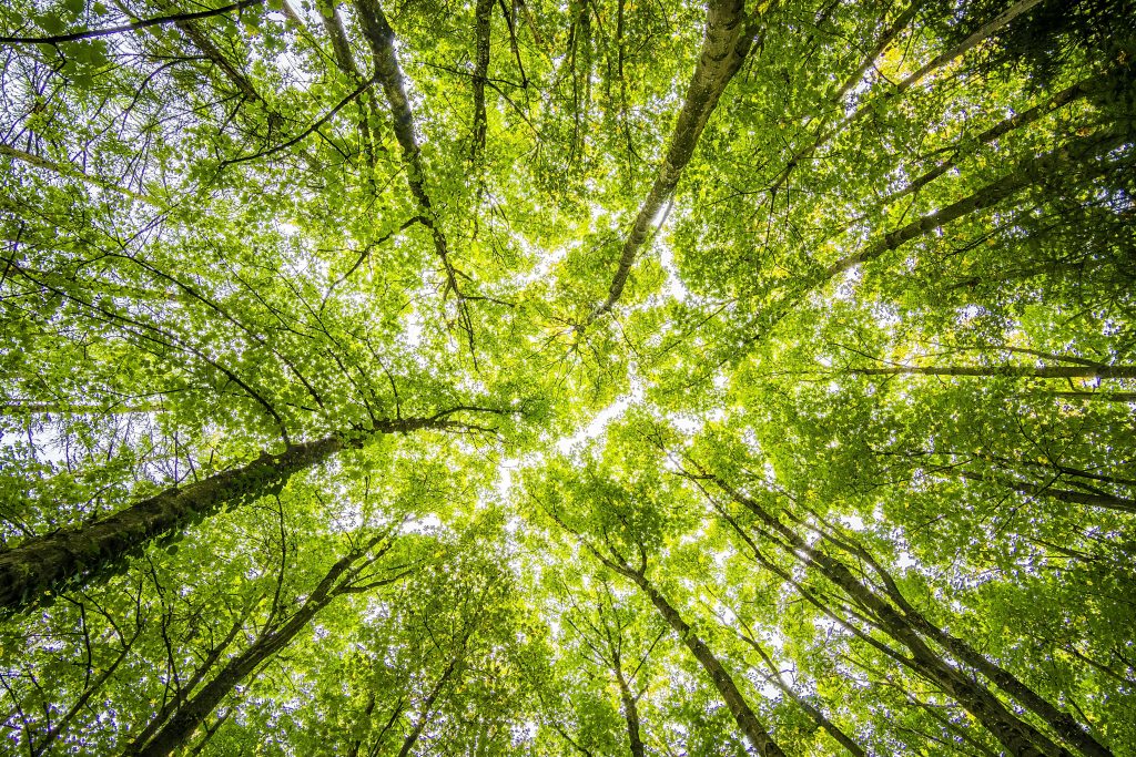 Onko metsän omistaminen Suomessa kannattavaa? 