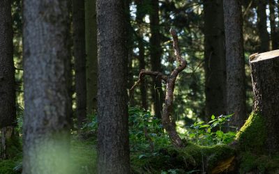 Metsän myynnin verotus 2026 – Opas metsätilan myynnin verotukseen