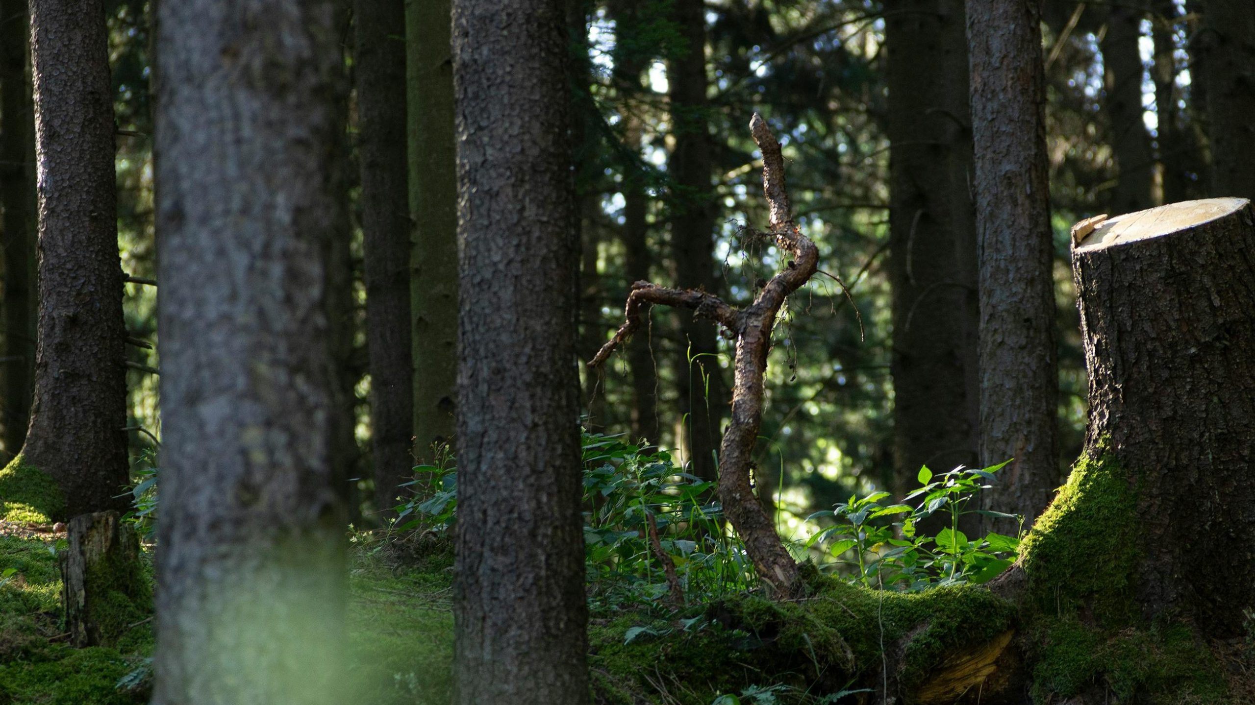 Metsän myynti –verotus ja muut kulut