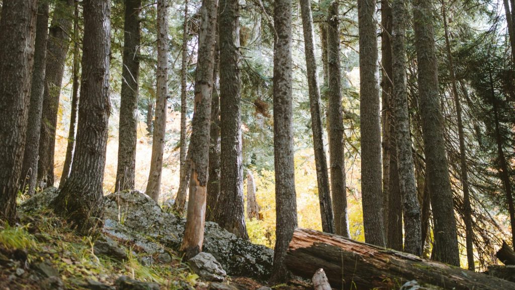 Metsän omistaminen - Milloin kannattaa pitää ja milloin myydä?
