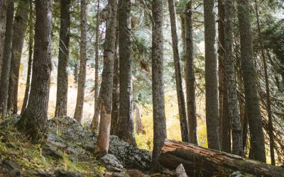 Metsän omistaminen – Milloin kannattaa pitää ja milloin myydä?