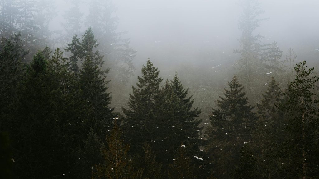 Ostetaan metsää– Myy metsäsi helposti ja vaivattomasti!