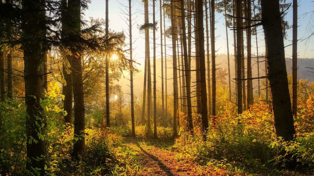 Mitä eroa on metsäpalstalla ja metsätilalla?