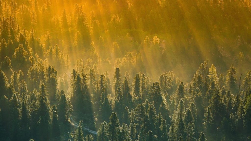 Ostamme metsää