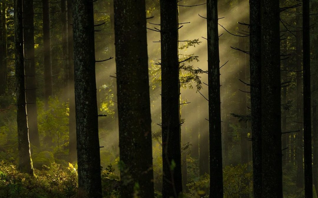 Metsä perintönä – Mitä tehdä perintömetsälle?