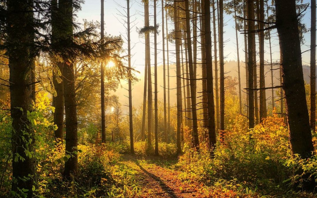 Metsän myynti – Kenelle kannattaa myydä ja mitä veroa maksat?