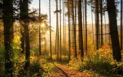 Metsän myynti – Kenelle kannattaa myydä ja mitä veroa maksat?