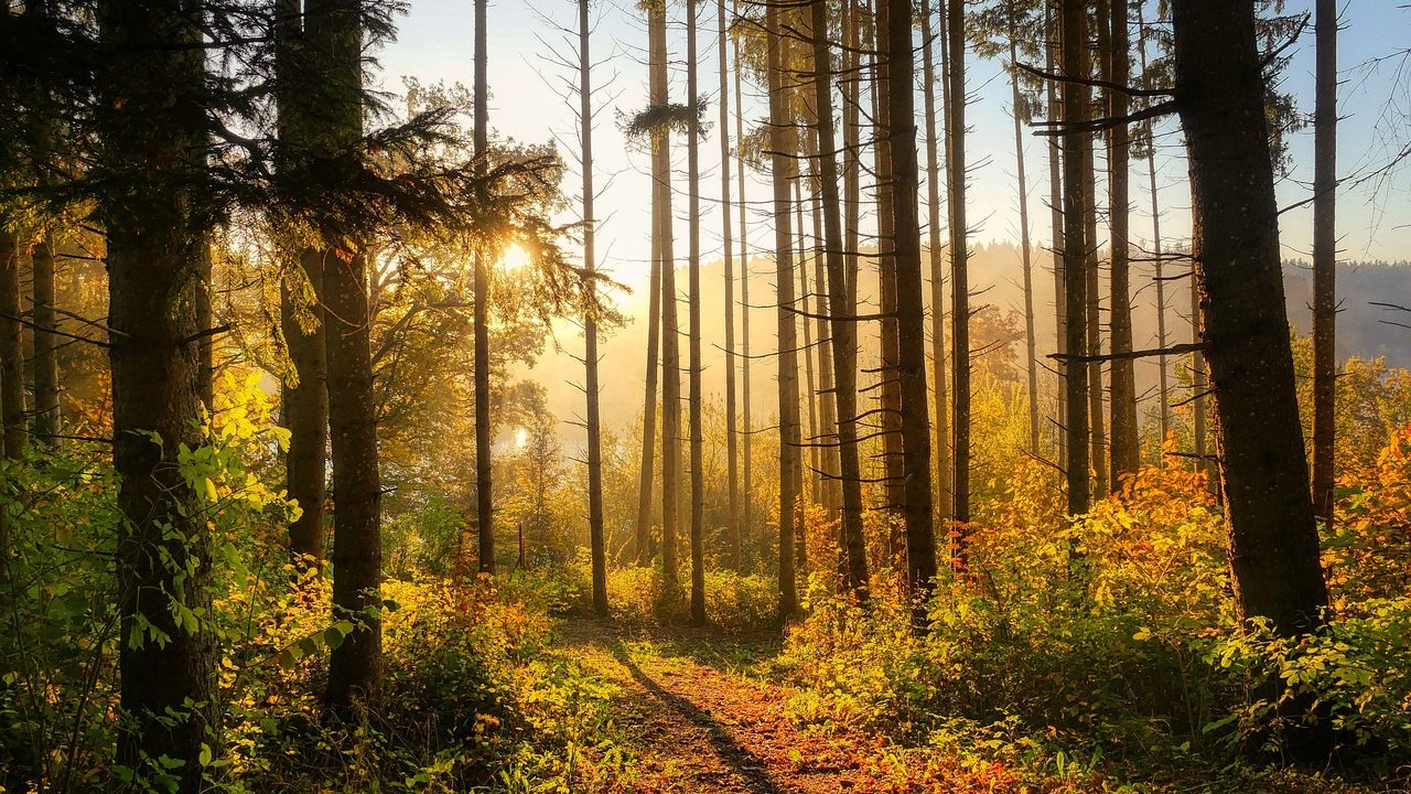 Mitä eroa on metsäpalstalla ja metsätilalla?