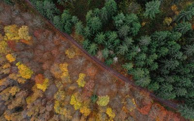 Metsän osto – Kaskimetsien vinkit ostajalle ja myyjälle