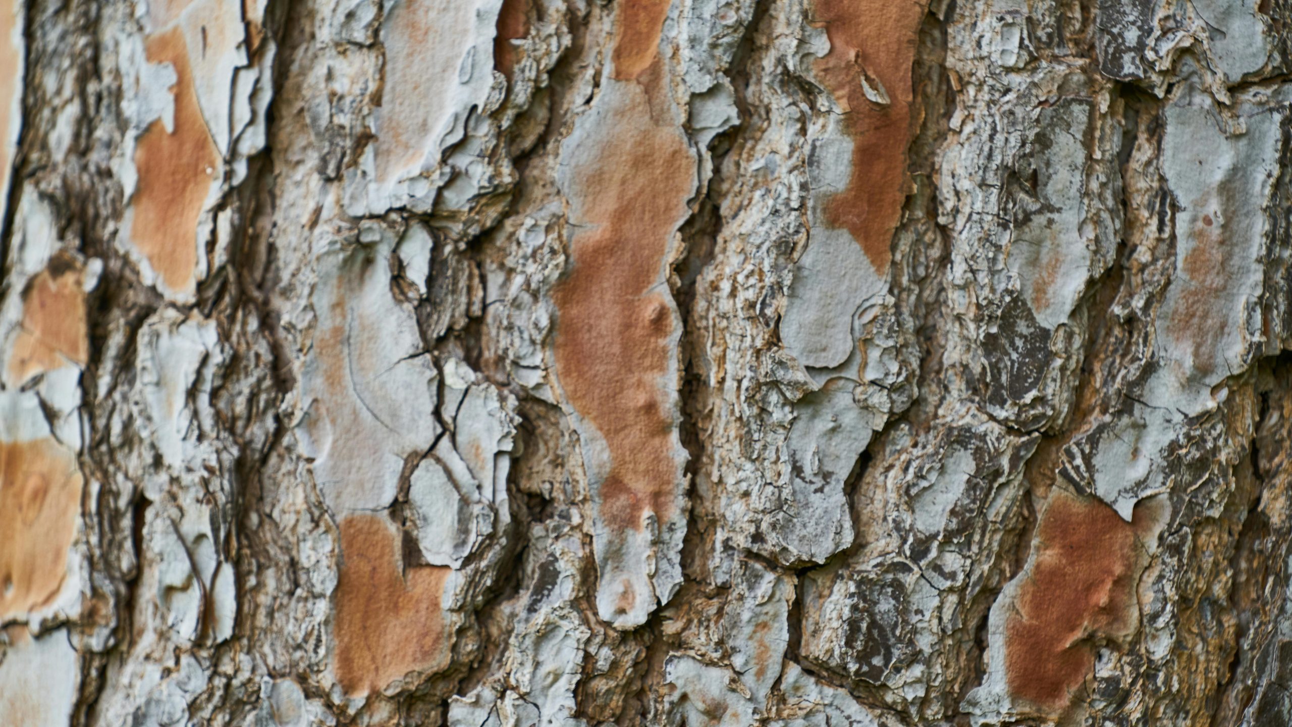 Mitkä tekijät metsän ostohintaan vaikuttavat?  
