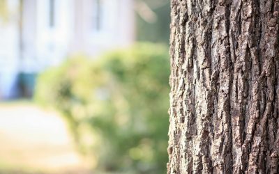 Ostetaan ja myydään metsää – Kaiken kattava opas metsäkaupoista vuodelle 2026